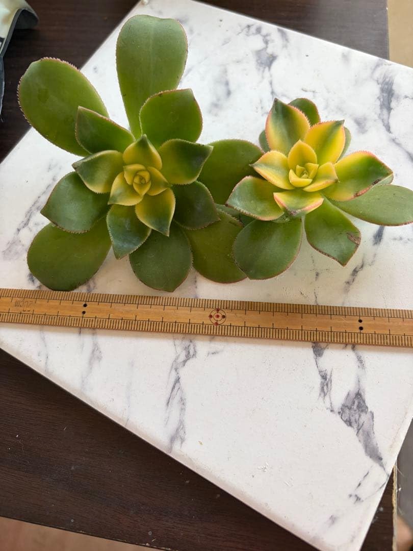 オーダーメイドの枯れない花束を手に入れよう！ プリザーブドフラワー